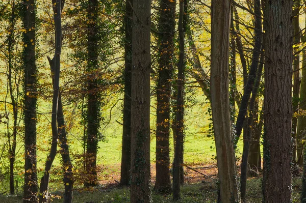 Höstfärger Skogsträd Vid Eartham Nära Chichester West Sussex England — Stockfoto