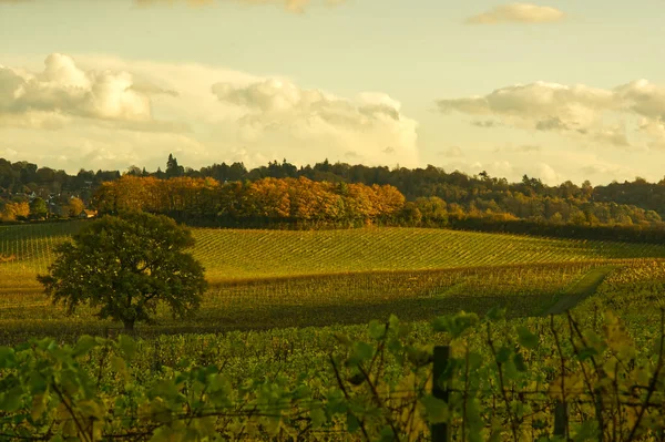 Vineyard Dorking Surrey Hills England Höstfärger Höstfärger Royaltyfria Stockbilder