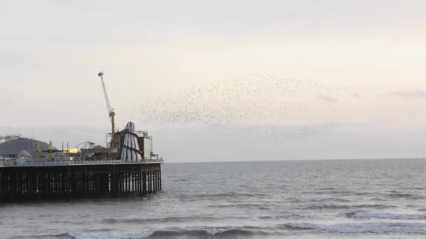 Starlings Flockar Virvlar Runt Över Piren Brighton East Sussex England — Stockvideo