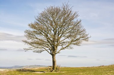 Cissbury Ring tepesinde kışın çıplak ağaç, Worthing, West Sussex, İngiltere