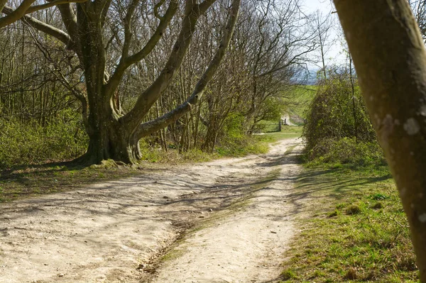 Dåligt Eroderad Gångväg Kritjord South Downs Vid Cissbury Ring Worthing — Stockfoto