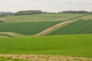 Steyning ve Shoreham, Batı Sussex, İngiltere arasındaki Güney Tepeleri 'ndeki tarlalarda yetişen ekinler