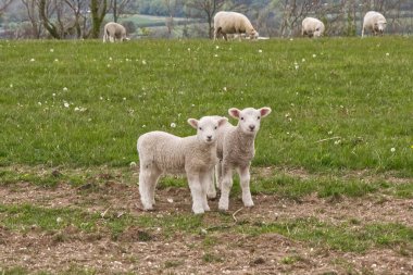 Steyning ve Shoreham, Batı Sussex, İngiltere kırsalında koyun ve kuzular