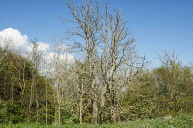 Ash Dieback hastalığından (Chalora) ölmüş dişbudak ağaçları Güney Tepelerindeki Chanctonbury Ring 'de, Batı Sussex, İngiltere