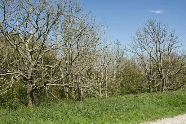 Dead Ash trees from Ash dieback disease (Chalora) at Chanctonbury Ring on South Downs, West Sussex, England