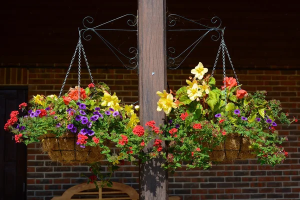 Hanging flower baskets — Stock Photo, Image