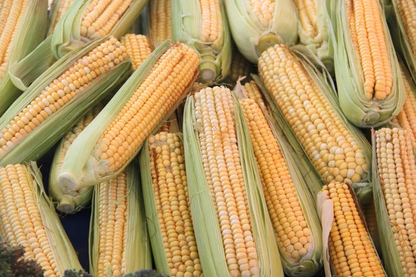 Bio-Mais auf dem Markt — Stockfoto