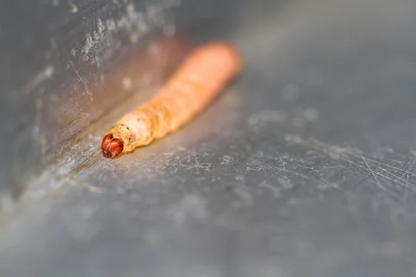 Caterpillar on grey background — Stock Photo, Image