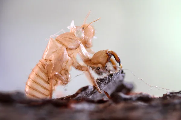 El insecto se desprende del árbol — Foto de Stock