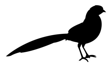 Kuş siluet vektör