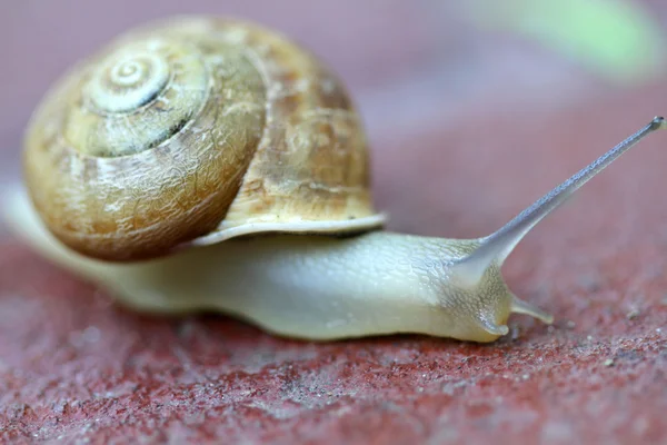 Small snail gliding, very short depth of focus. Latin name: Arianta arbustorum — Stock Photo, Image