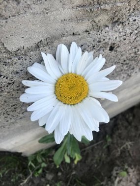 Beton arka planda beyaz papatya (papatya) makroda