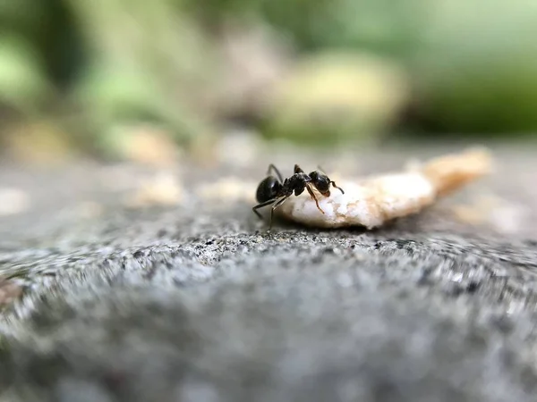 Detailní Pohled Mravence — Stock fotografie