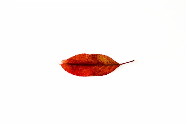 Sonrisa Otoño Hoja Roja Otoño Sobre Fondo Blanco Esta Hoja —  Fotos de Stock