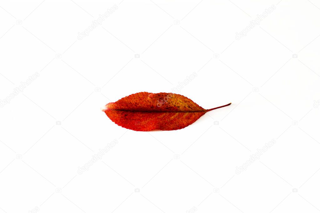 Autumn smile ) Red autumn leaf on white background. This red autumn leaf looks like a lips of woman. 