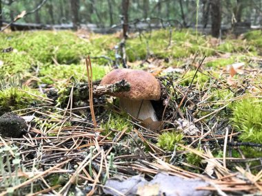 Yeşil yosun üzerinde Boletus Edulis mantarı. Boletus edulis, yenilebilir mantar. Yeşil yosunlarda büyüyen küçük mantarlar. Doğal ortamda mantar.