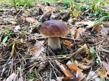 Sonbahar ormanında Boletus Edulis mantarı. Boletus edulis, yenilebilir mantar. Yeşil yosunlarda büyüyen küçük mantarlar. Doğal ortamda mantar.