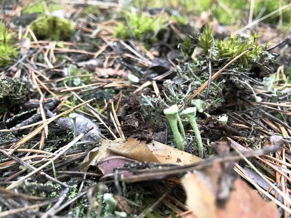 森の中に乾いた松の針で緑豊かな苔 緑の質感の苔と黄色の紅葉と秋の背景 11月の森 湿った苔と葉で美しい秋の背景 — ストック写真