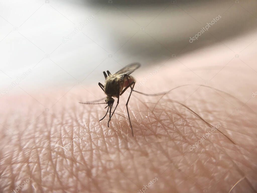  Macro of mosquito sucking blood. Close up view on mosquito sucking blood on human skin with nature background