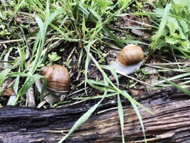 Gündüz vakti yeşil çimlerde kahverengi salyangoz. Güzel doğa geçmişi.