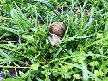 Gündüz vakti yeşil çimlerde kahverengi salyangoz. Güzel doğa geçmişi.