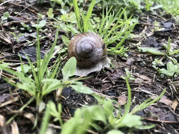 Brown Snail Green Grass Daytime Beautiful Nature Backgrounds — Stock Photo, Image