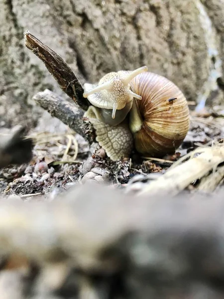 森林中孤立在树枝上的棕色大蜗牛的闭合视图 美丽的自然背景 — 图库照片