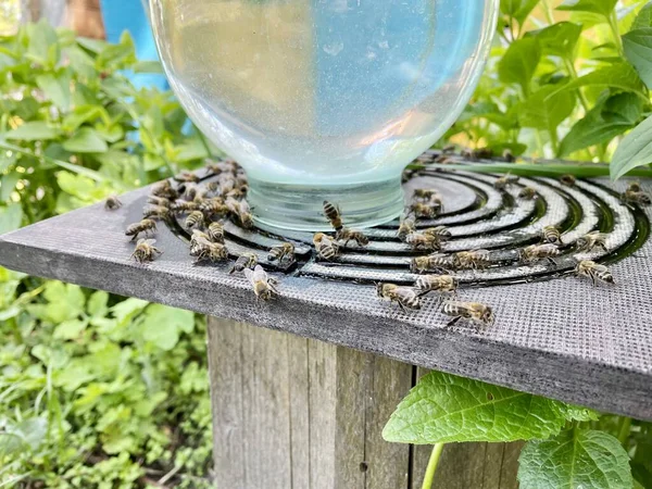 Закрыть Вид Пчёл Пьющих Воду Медовые Пчелы Несут Воду Производства — стоковое фото