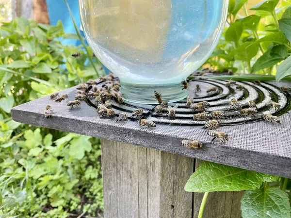 Close View Honey Bees Drinking Water Honey Bees Carrying Water — Stock Photo, Image