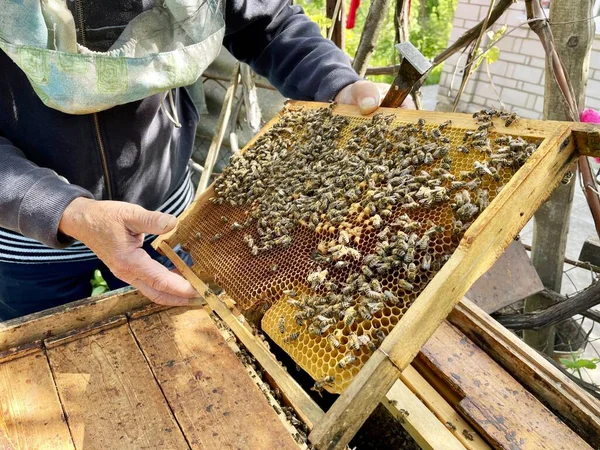Старик Осматривает Пчелиный Домик Проверить Здоровье Пчелиных Семей Старший Пчеловод — стоковое фото