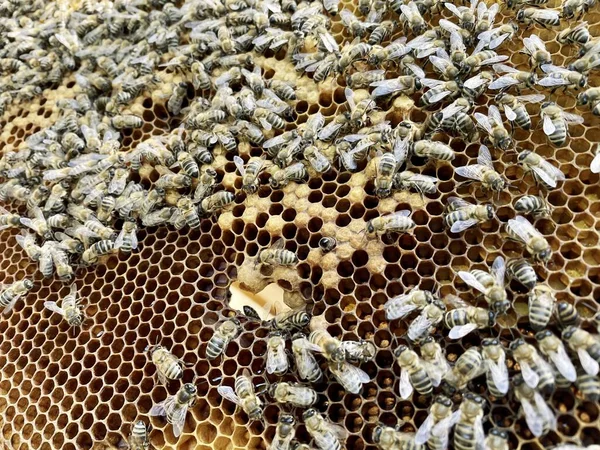 Рамка Пчелами Открытый Запечатанный Выводок Мед Рабочие Пчёлы Гребневом Фундаменте — стоковое фото