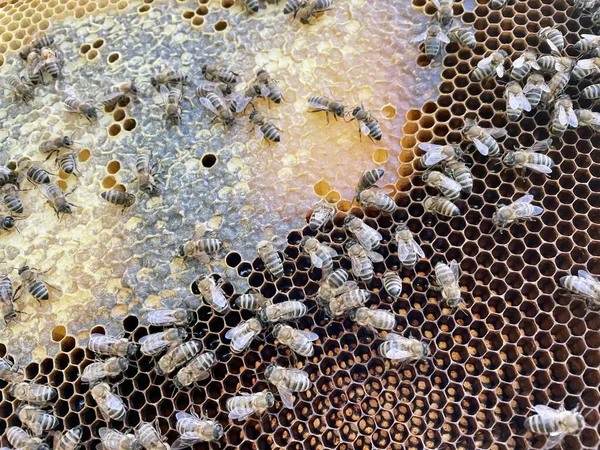 Рамка Пчелами Открытый Запечатанный Выводок Мед Рабочие Пчёлы Гребневом Фундаменте — стоковое фото