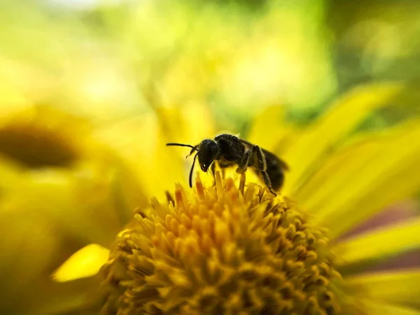 Single bee on yellow echinacea flower. Bee collecting nectar on yellow echinacea flower. Beautiful nature backgrounds.