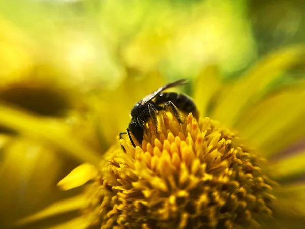 Single bee on yellow echinacea flower. Bee collecting nectar on yellow echinacea flower. Beautiful nature backgrounds.