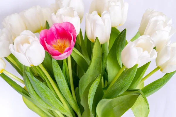 Strauß aus mehreren weißen Tulpen und einer blumenroten Nahaufnahme — Stockfoto