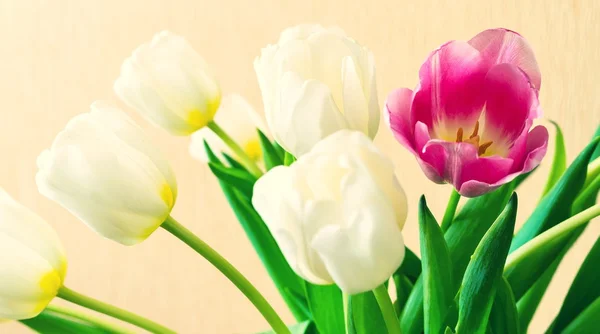 Weiße Tulpen und eine Blume roter Farbe mit Jahrgang — Stockfoto