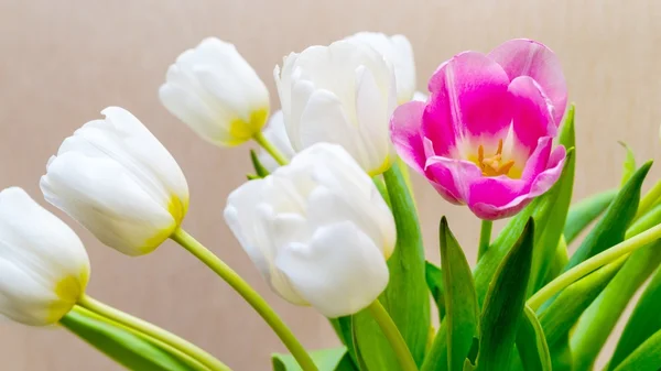 Blossoming white tulips and one flower of red color — Stock Photo, Image