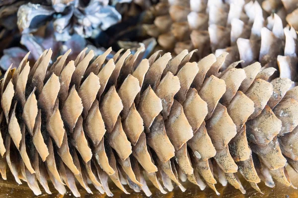 Abstract texture of the old coniferous cone closeup — Stock Photo, Image