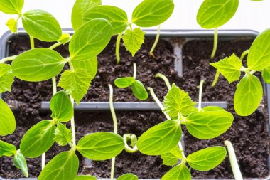 bir bitki closeup yeşil fide