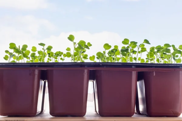 Jonge groene seedling in potten en tegen de hemel — Stockfoto