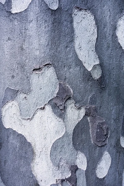 Textura irregular abstracta de madera de corteza vieja —  Fotos de Stock