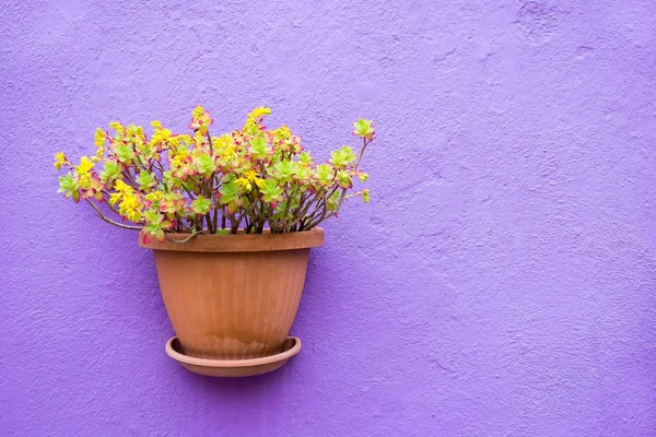 One ceramic pots with flowers closeup — Stock Photo, Image