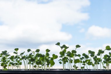 gökyüzüne karşı genç yeşil fide