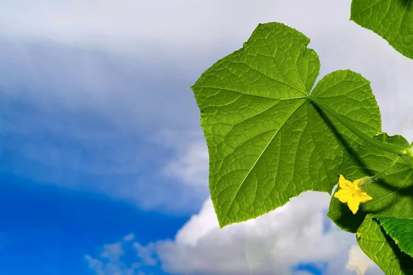 Planta florescente de pepino contra o céu nublado — Fotografia de Stock