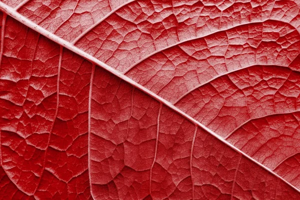 Texture surface leaf plant of red color — Stock Photo, Image