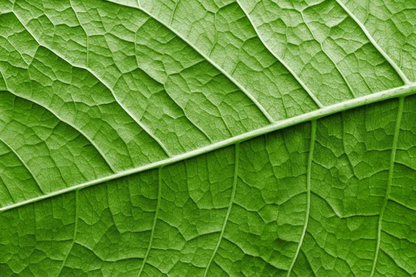 Textuur oppervlakte blad plant van groene kleur — Stockfoto