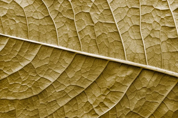 Textura superfície folha planta de cor sépia — Fotografia de Stock