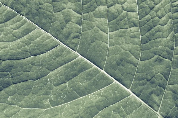 Texture superficie foglia pianta — Foto Stock