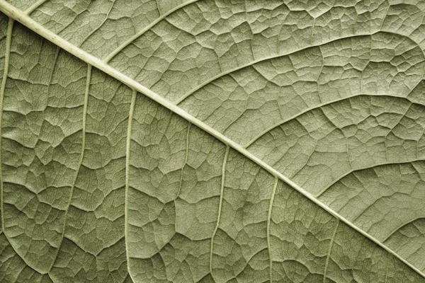 Pianta foglia superficie texture di colore verde — Foto Stock