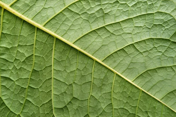 Texture surface leaf plant of green color — Stock Photo, Image